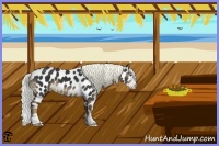 Horse Color:Liver Chestnut Splash Appaloosa 