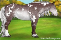 Horse Color:White Spotted Chocolate Silver Brown Chinchilla Sabino Appaloosa 