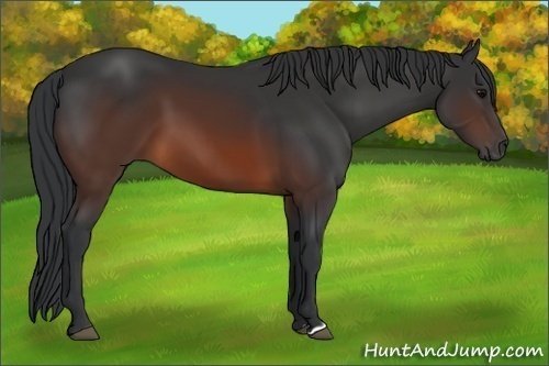 Horse Color:Brown 