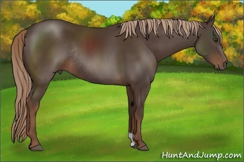 Horse Color:Liver Chestnut Rabicano 