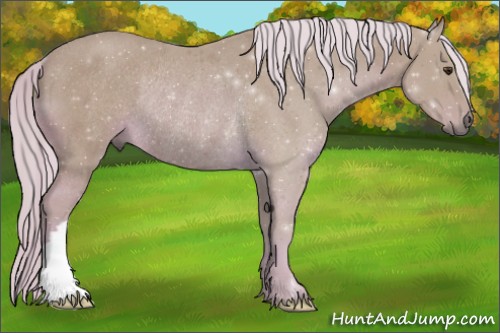 Horse Color:Watercolor Palomino Rabicano 