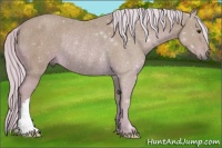 Horse Color:Watercolor Palomino Rabicano 