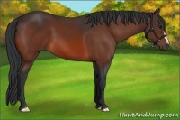 Horse Color:Bay 