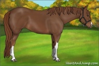 Horse Color:Chestnut 