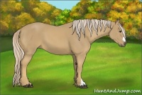 Horse Color:Palomino
