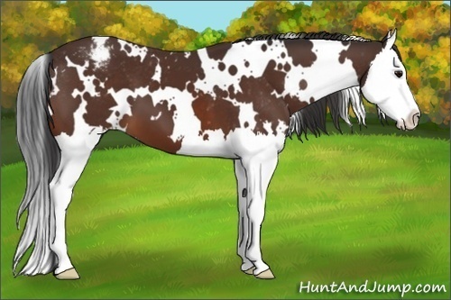 Horse Color:White Spotted Bay Splash Appaloosa