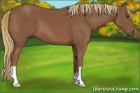 Horse Color:Chestnut 