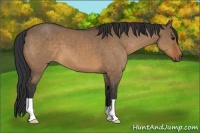 Horse Color:Brown Dun 