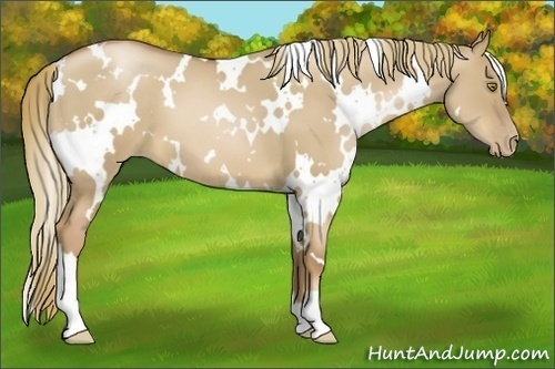 Horse Color:White Spotted Liver Red Dun Pearl