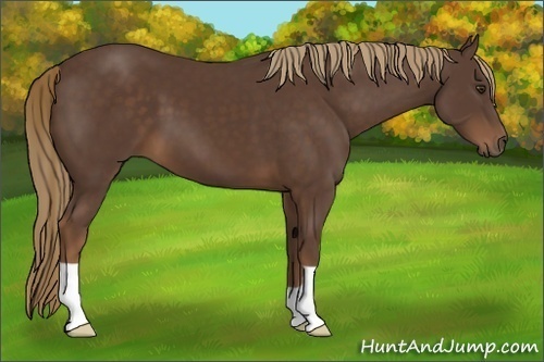 Horse Color:Liver Chestnut 