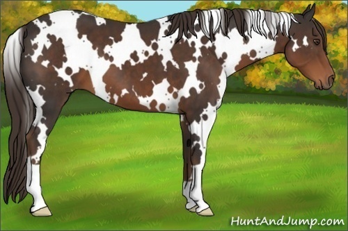 Horse Color:White Spotted Liver Chestnut