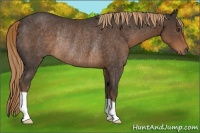 Horse Color:Liver Chestnut Rabicano 