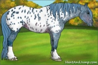 Horse Color:Watercolor Brown Ice Appaloosa