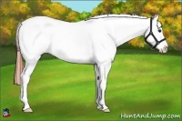 Horse Color:Classic Champagne Near Leopard
