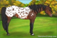 Horse Color:Bay Appaloosa 