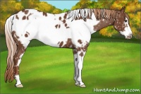 Horse Color:White Spotted Chestnut Frame Appaloosa