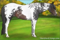 Horse Color:Brown Tobiano Appaloosa 