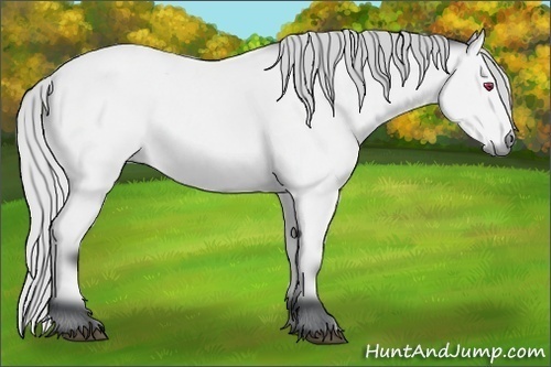 Horse Color:Silver Bay Chinchilla 
