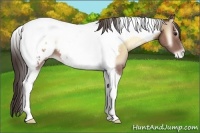 Horse Color:Classic Champagne Onyx Tobiano Appaloosa 