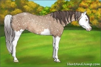 Horse Color:Sable Champagne Splash Snowflake Varnish Rabicano 