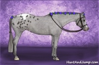 Horse Color:Smoky Black Appaloosa 
