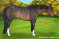 Horse Color:Brown Rabicano