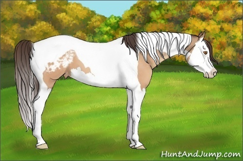Horse Color:Sable Champagne Splash Tobiano Varnish