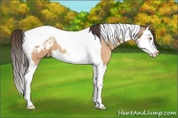 Horse Color:Sable Champagne Splash Tobiano Varnish 
