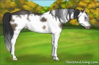 Horse Color:Brown Dun Splash Frame