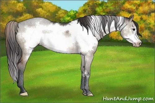 Horse Color:Brown Dun Frame Appaloosa 