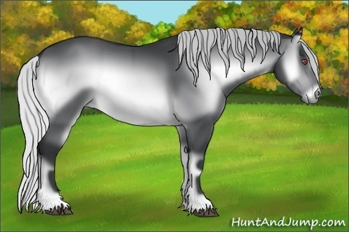 Horse Color:Silver Brown Chinchilla Onyx 