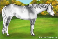 Horse Color:White Spotted Silver Brown Chinchilla Onyx