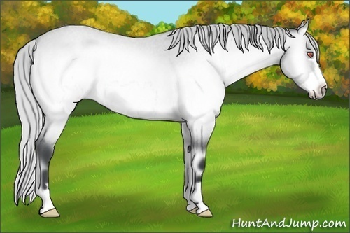 Horse Color:Silver Brown Chinchilla Roan Onyx Frame