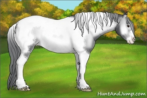 Horse Color:Brown Chinchilla Onyx Tobiano Frame Appaloosa 