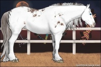Horse Color:Liver Chestnut Sabino Splash Varnish 