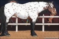 Horse Color:Brown Ice Appaloosa Rabicano 