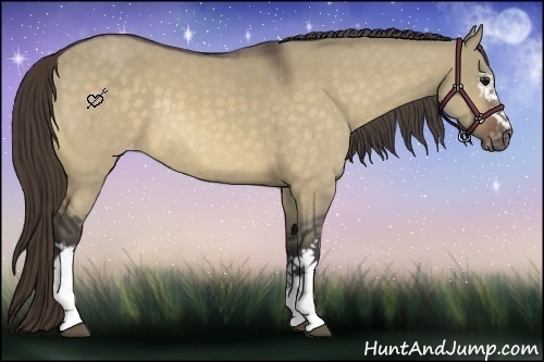 Horse Color:White Spotted Buckskin Dun Varnish Rabicano 