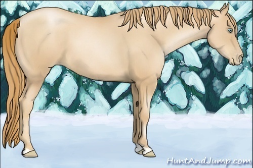 Horse Color:Gold Champagne Pearl 