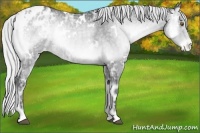 Horse Color:White Spotted Silver Blue Onyx Chinchilla Ice Appaloosa 