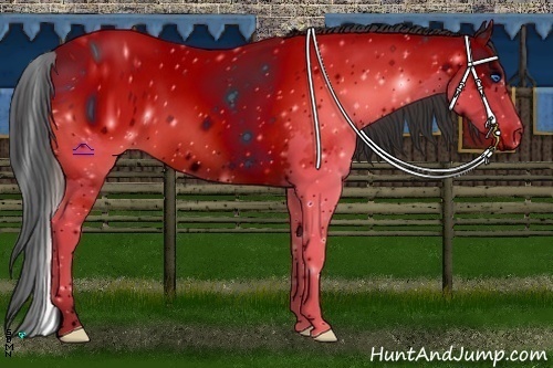 Horse Color:ERROR: UNKNOWN ANOMALY