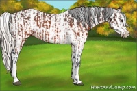 Horse Color:Brown Appaloosa  and Silver Brown Appaloosa 