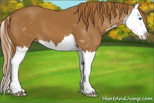 Horse Color:Chestnut Splash