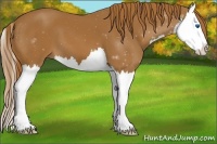 Horse Color:Chestnut Splash