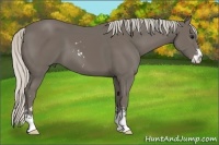 Horse Color:Silver Smoky Black Sabino 