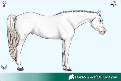 Horse Color:Liver Red Dun Roan Splash Tobiano Frame Blanket