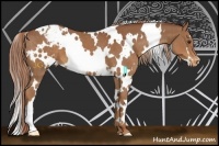 Horse Color:White Spotted Chestnut Appaloosa 
