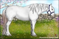 Horse Color:Grullo Appaloosa 