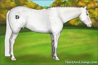 Horse Color:Silver Smoky Creme Roan Onyx Appaloosa 