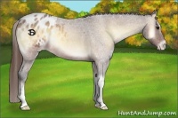 Horse Color:Brown Roan Onyx Appaloosa 