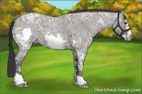 Horse Color:Grullo Ice Roan Frame 